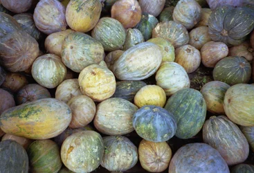 Melons, 1995
